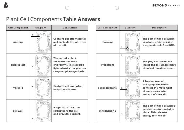 Plant Cell Components Explained | PDF | Cell (Biology) | Cytoplasm