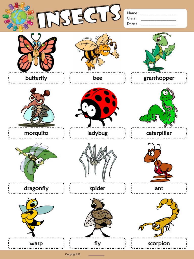 English Vocabulary: Insects List | PDF