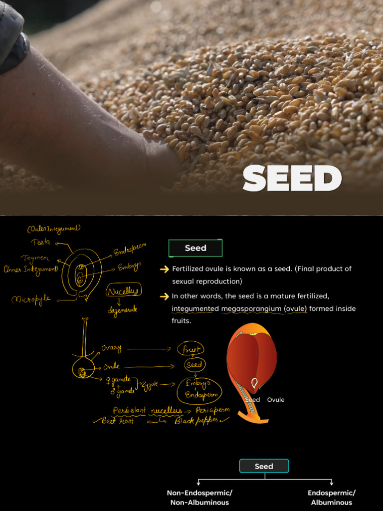 Reproduction in Flowering Plants Allen Notes 12th Standard | PDF | Seed ...