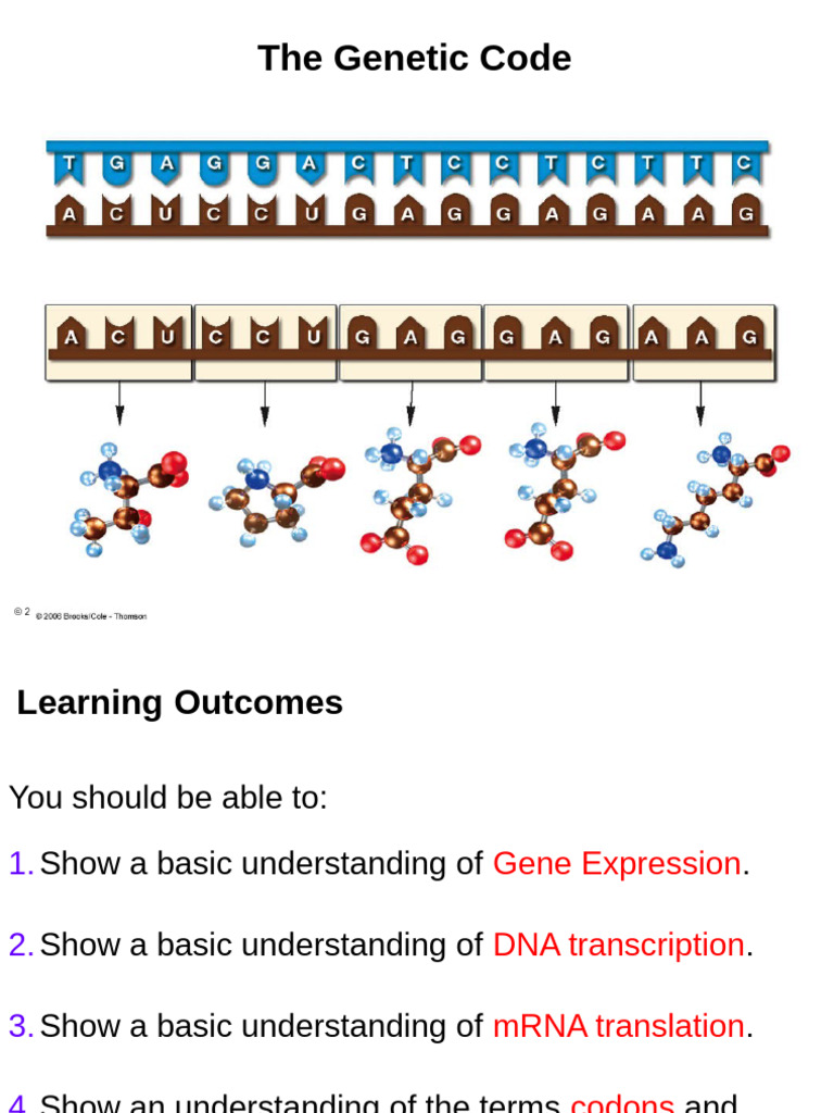 4 The Genetic Code - SV | PDF | Genetic Code | Translation (Biology)
