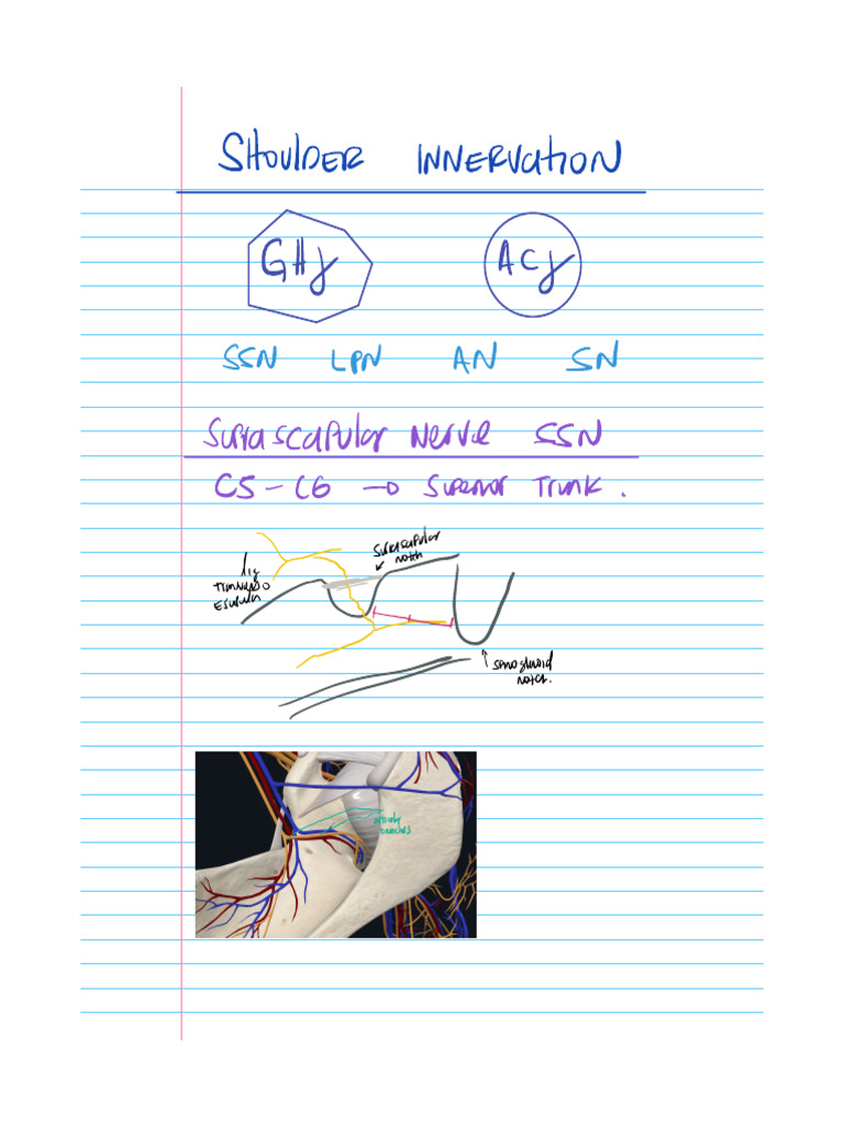 Shoulder Innervation Overview | PDF