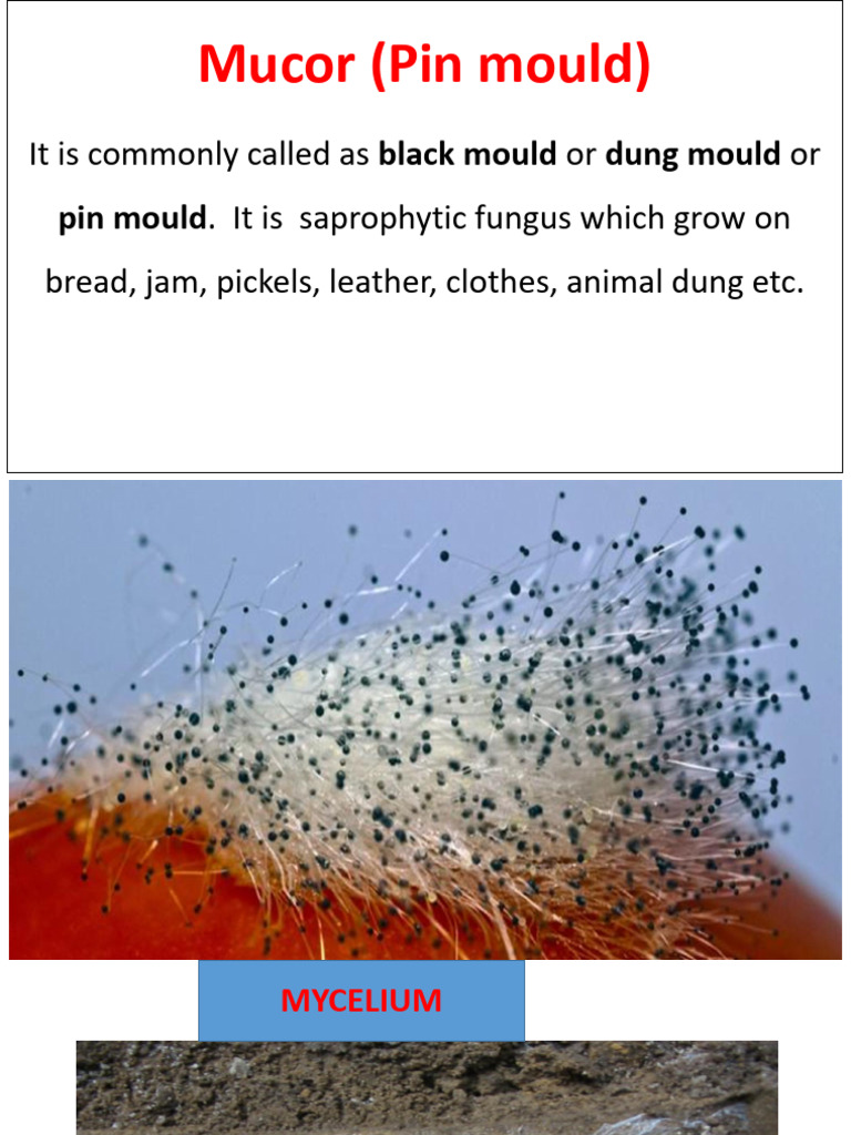 Mucor Fungus: Types, Reproduction, and Impact | PDF | Spore | Sexual ...