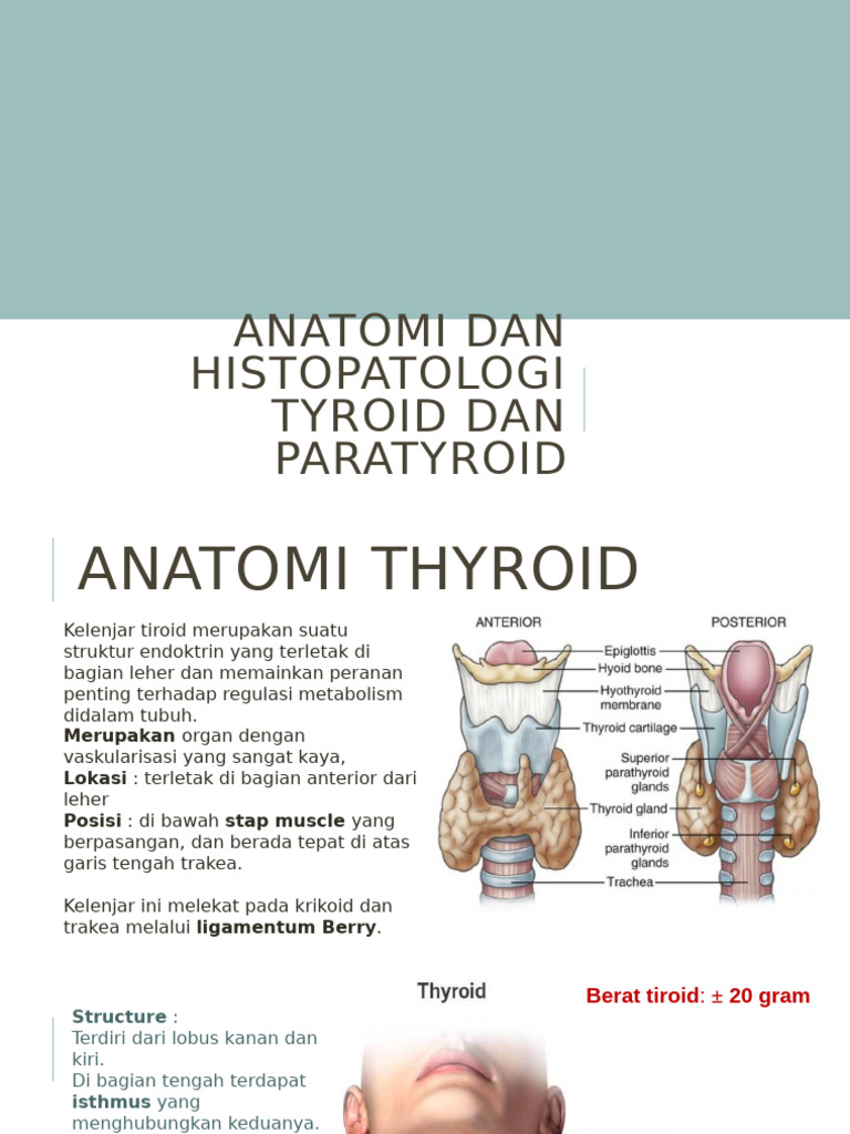 Anatomi Dan Histopatologi Tyroid Dan Paratyroid | PDF