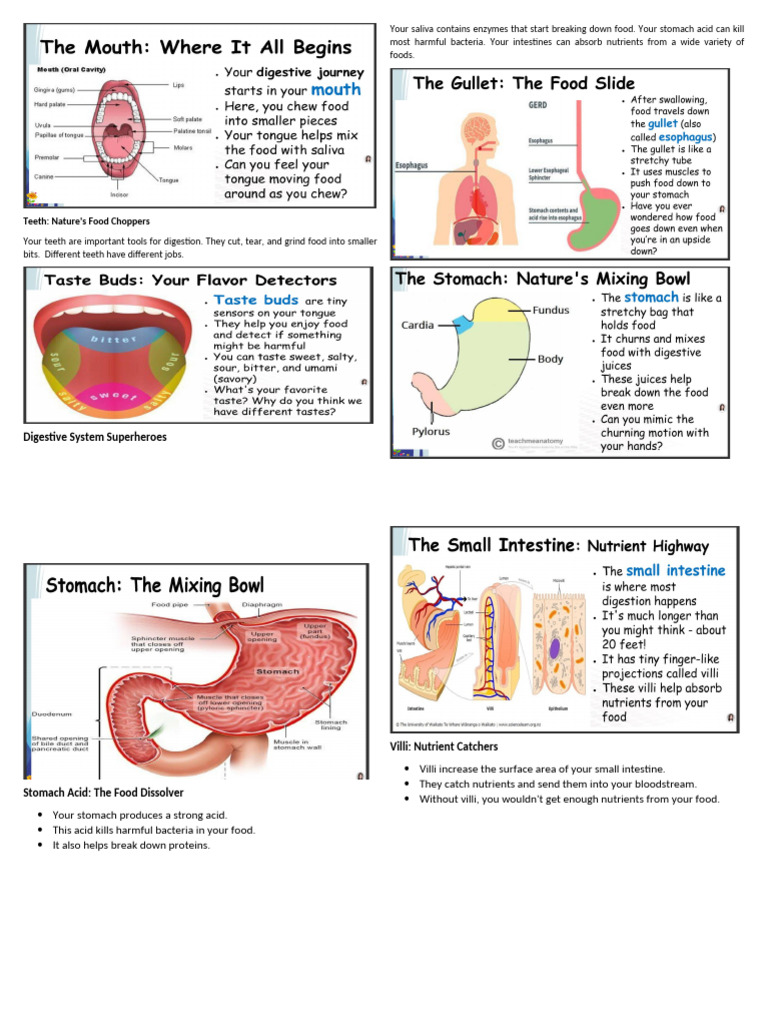 Understanding Your Digestive System | PDF | Human Digestive System ...