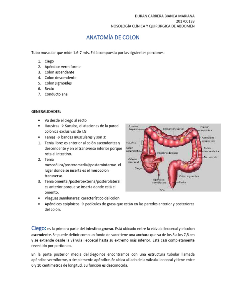 Anatomía y Función del Colon y Recto | PDF | Intestino grueso | Abdomen