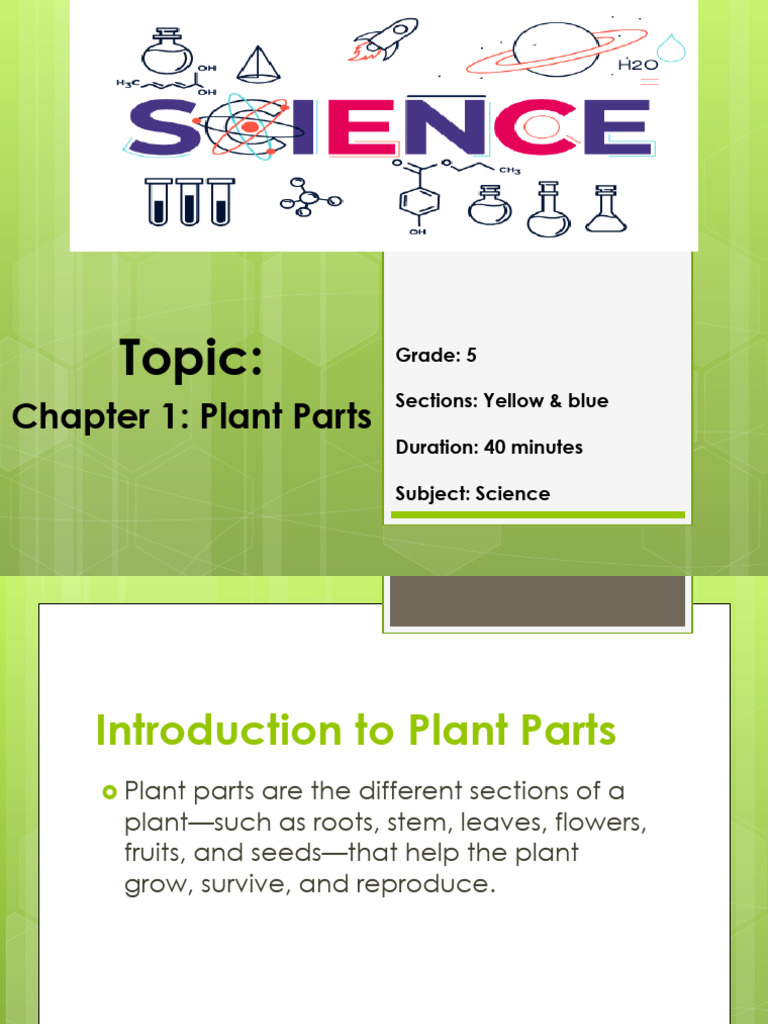 Understanding Plant Parts for Kids | PDF | Plants | Flowers