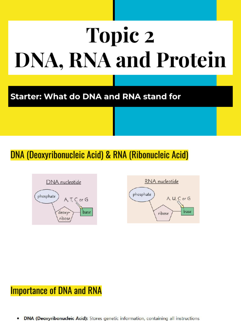DNA vs RNA: Key Differences Explained | PDF