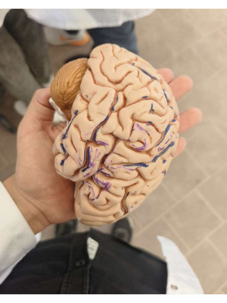 Anatomy Revision Lab Images | PDF