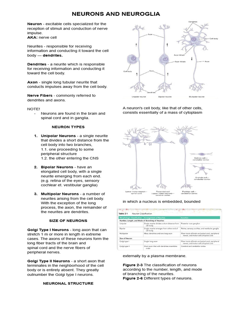 Overview of Neurons and Neuroglia | PDF | Chemical Synapse | Axon
