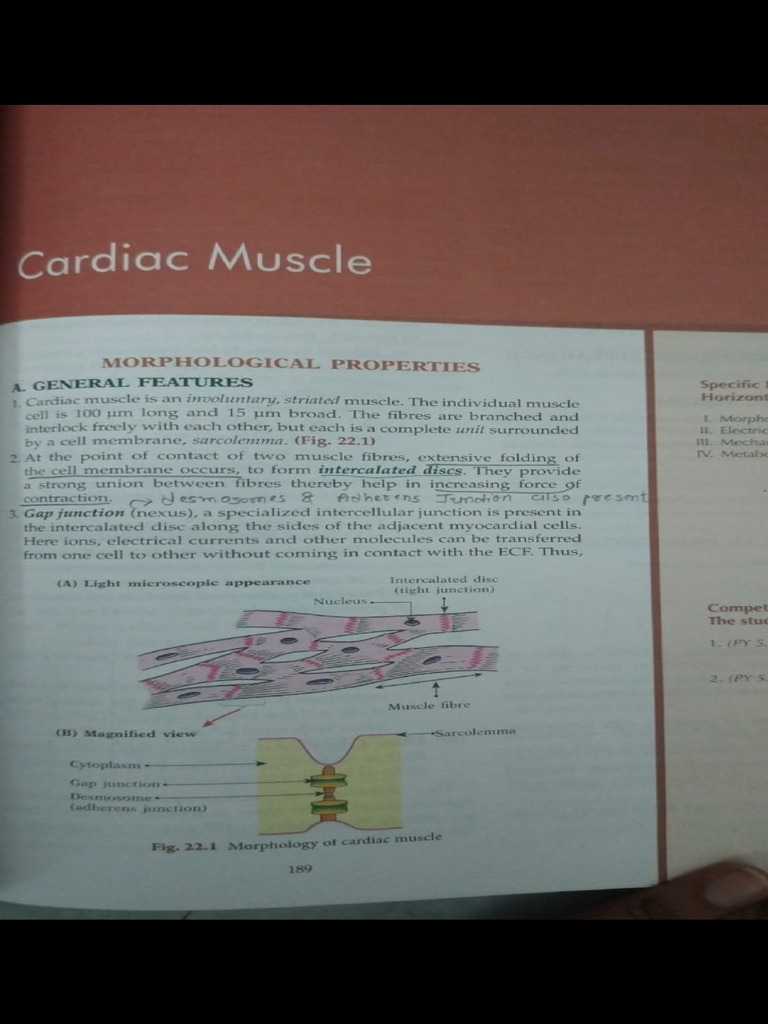 Properties of Cardiac Muscle | PDF