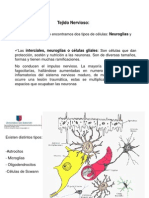 Clase19 Tejidonervioso 090710092956 Phpapp01