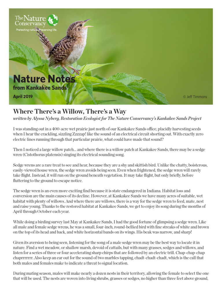 KSands Nature Notes Apr2019 | PDF | Birds | Ornithology