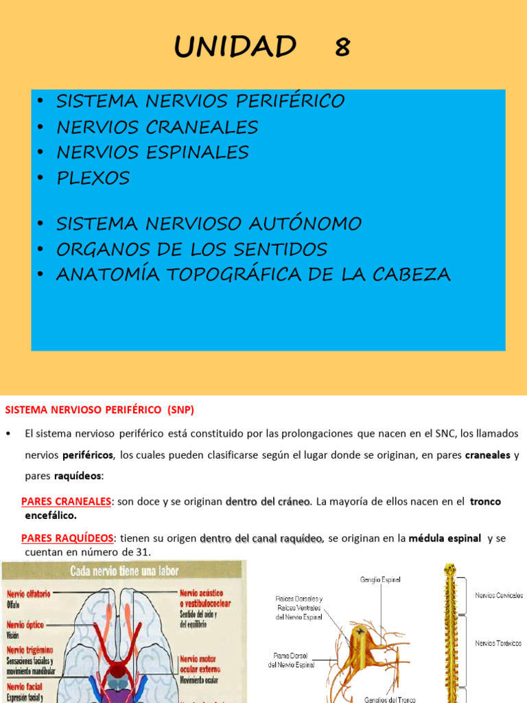 Sistema Nervioso Periférico y Autónomo | PDF | Oído | Sistema nervioso