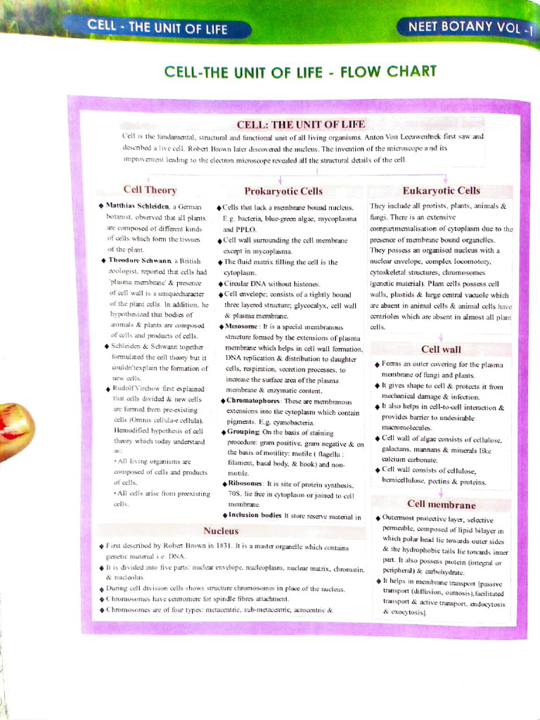 Cell Structure and Function Flowchart | PDF | Cell (Biology ...