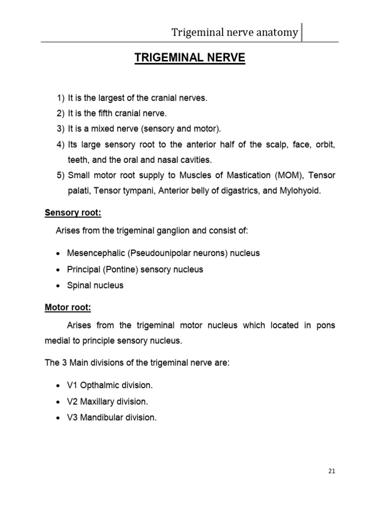 The Trigeminal Nerve Anatomy PDF | PDF | Human Nose | Human Anatomy