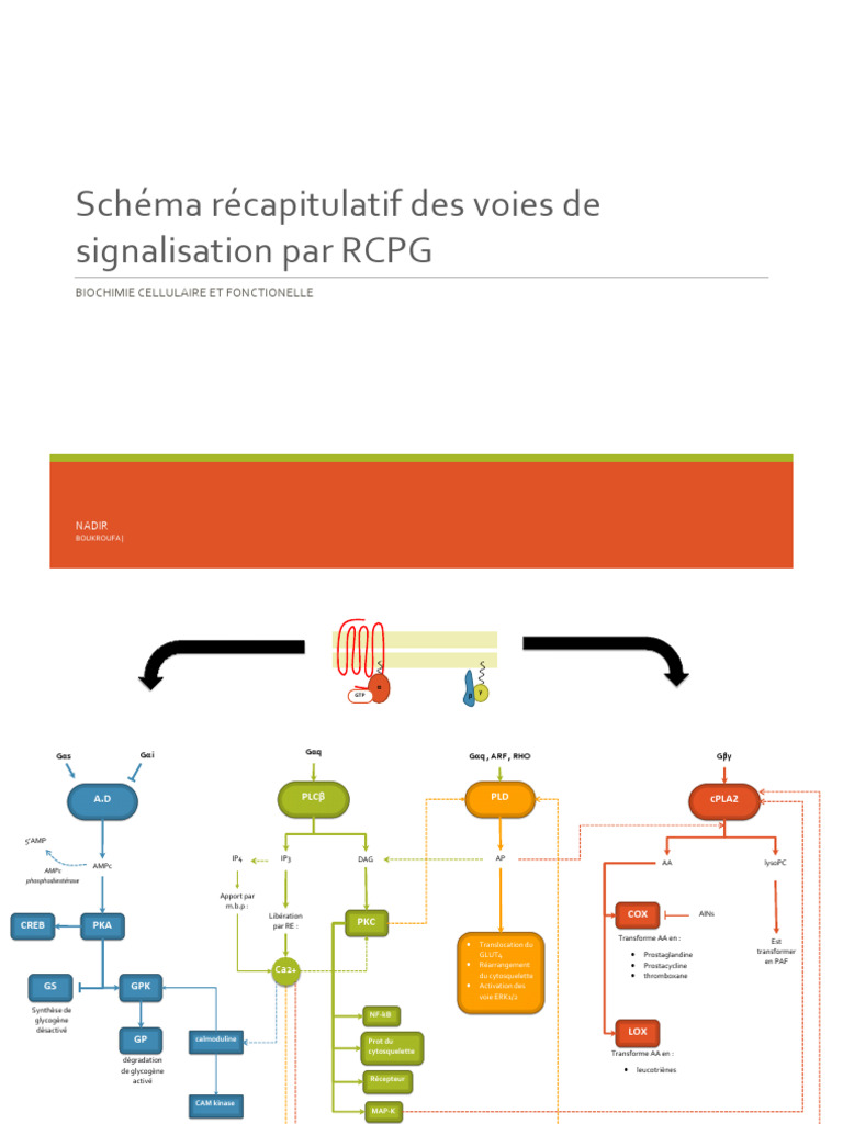 Schema Recap RCPG-2 | PDF | Biologie cellulaire | Biochimie
