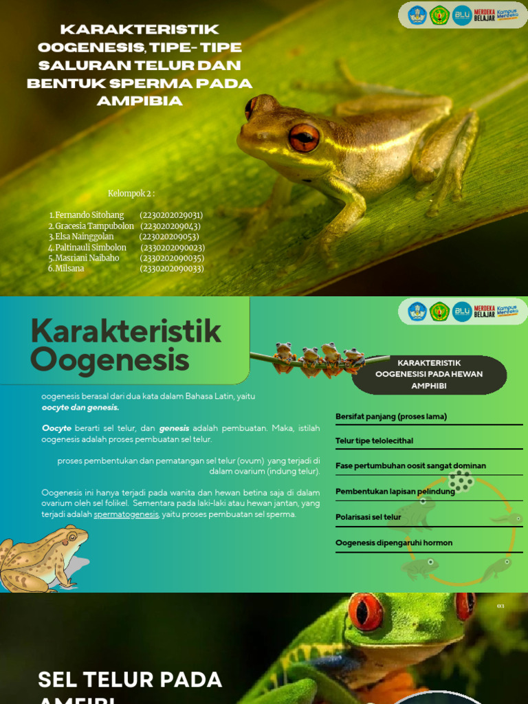 Oogenesis Ampibi - 20250922 - 095226 - 0000 | PDF