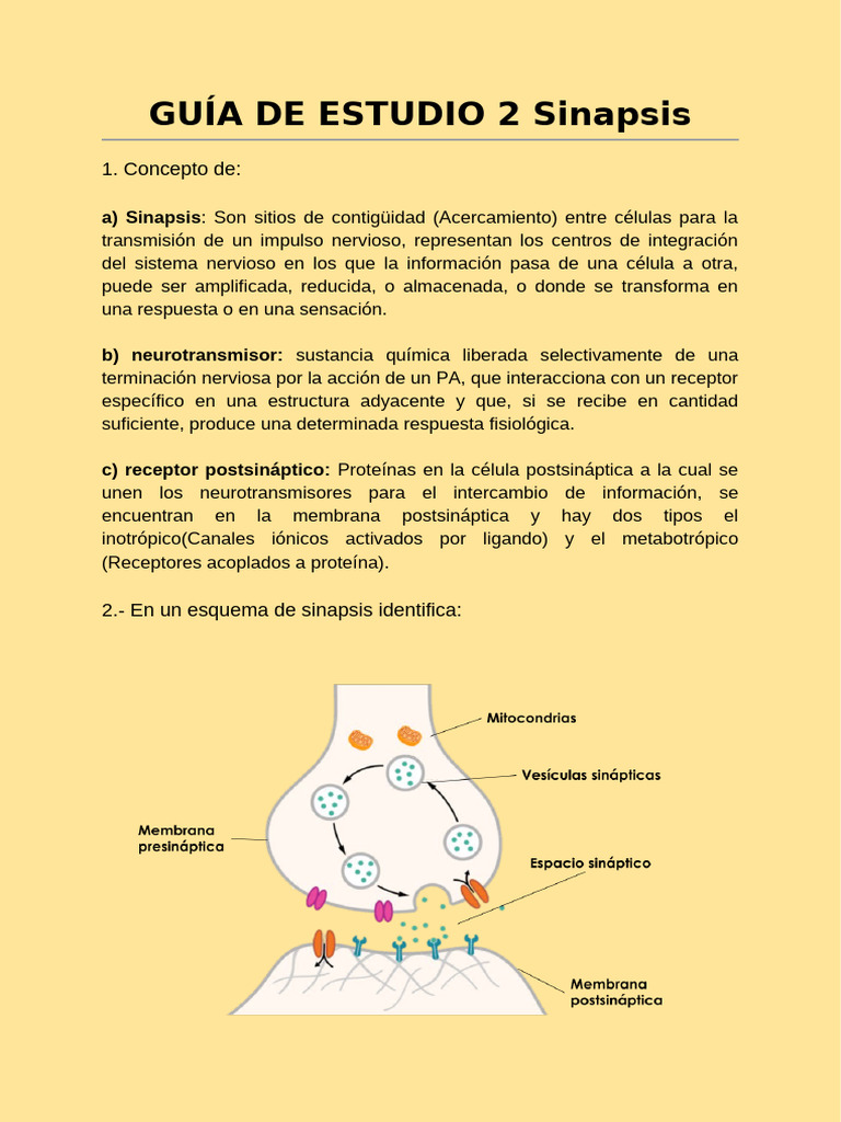 Guia Neuro 2 | PDF | Sinapsis | Neurotransmisor