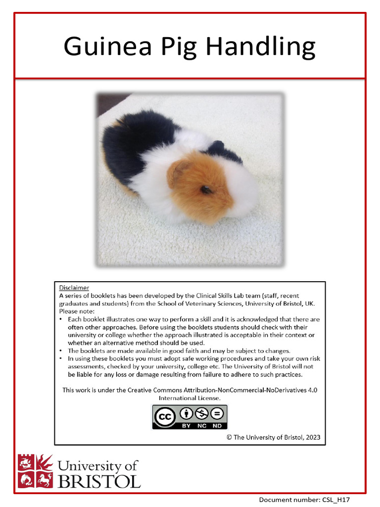Veterinary care of guinea pigs. Part 3: urogenital, dermatological,  endocrine and ophthalmic disease | Companion Animal, image size:768x1024