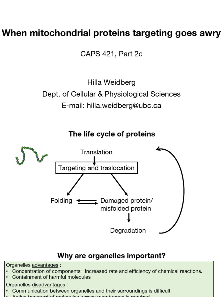 Mitochondrial Protein Targeting Defects | PDF | Protein Targeting ...