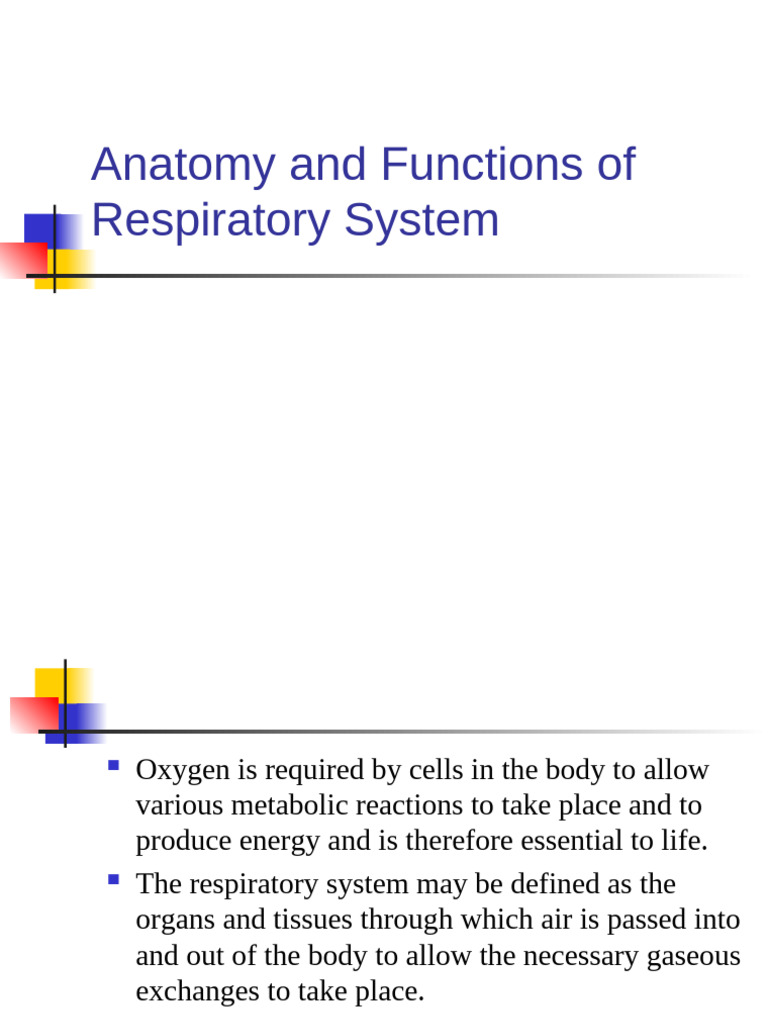 Anatomy and Functions of the Respiratory System | PDF | Lung ...
