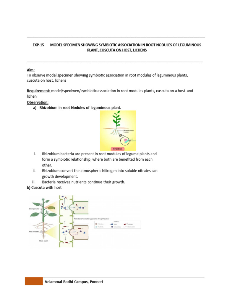 Symbiotic Associations in Plants and Lichens | PDF