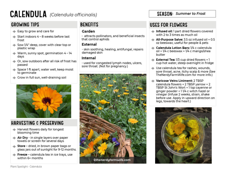 Calendula: Benefits and Uses Guide | PDF | Botany | Plants