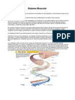 Sistema Muscular