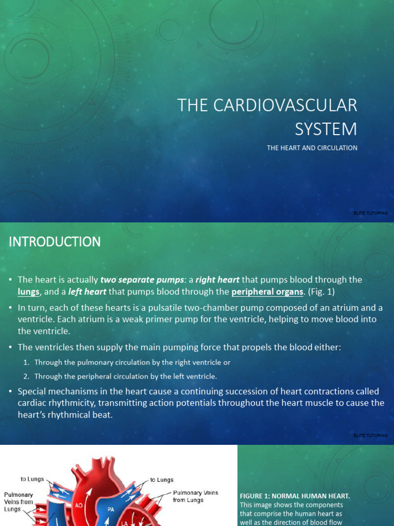 The Cardiovascular System | PDF | Heart Valve | Ventricle (Heart)