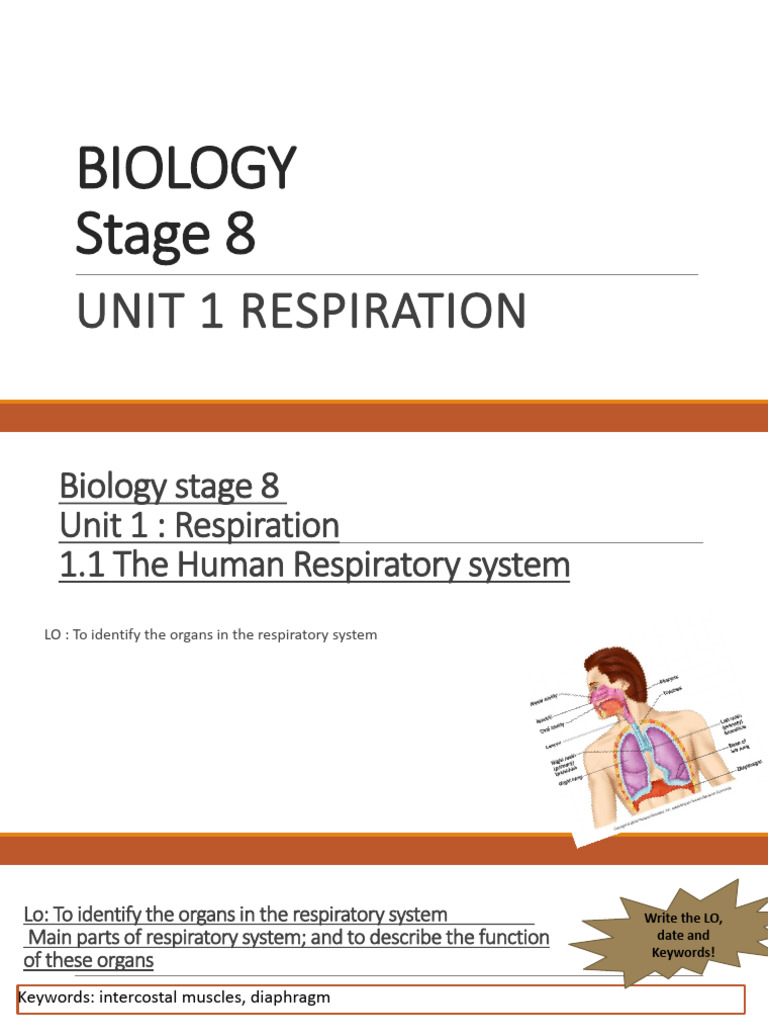 Human Respiratory System Overview | PDF | Respiratory System | Breathing
