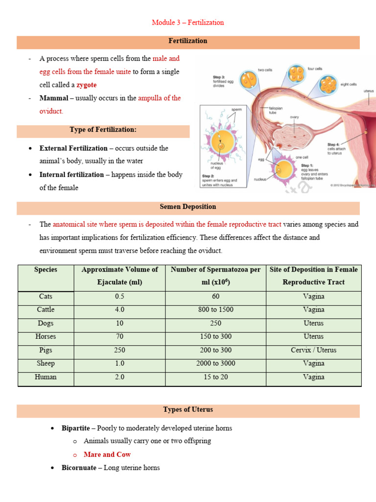 Fertilization in Human Reproduction | PDF | Fertilisation | Uterus