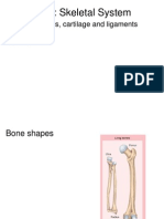 CH 8: Skeletal System: Includes Bones, Cartilage and Ligaments