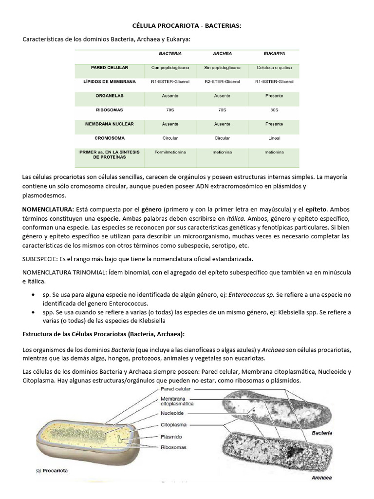 Estructura y características de células procariotas | PDF | Las ...