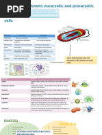 Prokaryotes and Eukaryotes Venn Diagram | PDF | Cell (Biology) | Eukaryotes