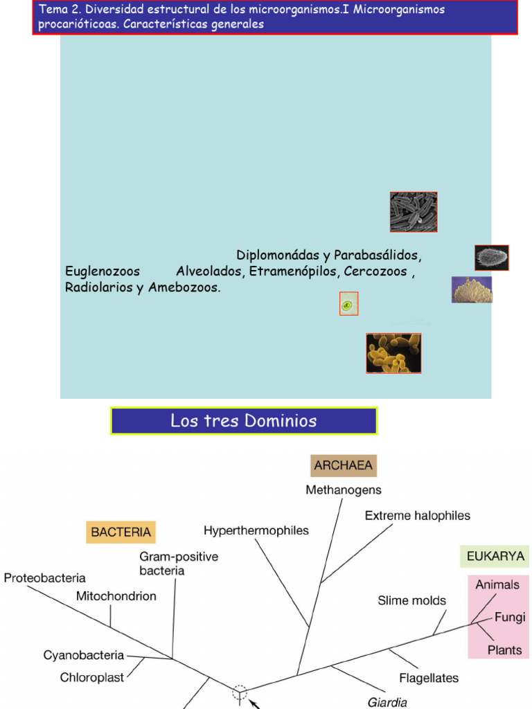 PIM Leccion 2 Procariotas M | PDF | Las bacterias | Biología Celular)