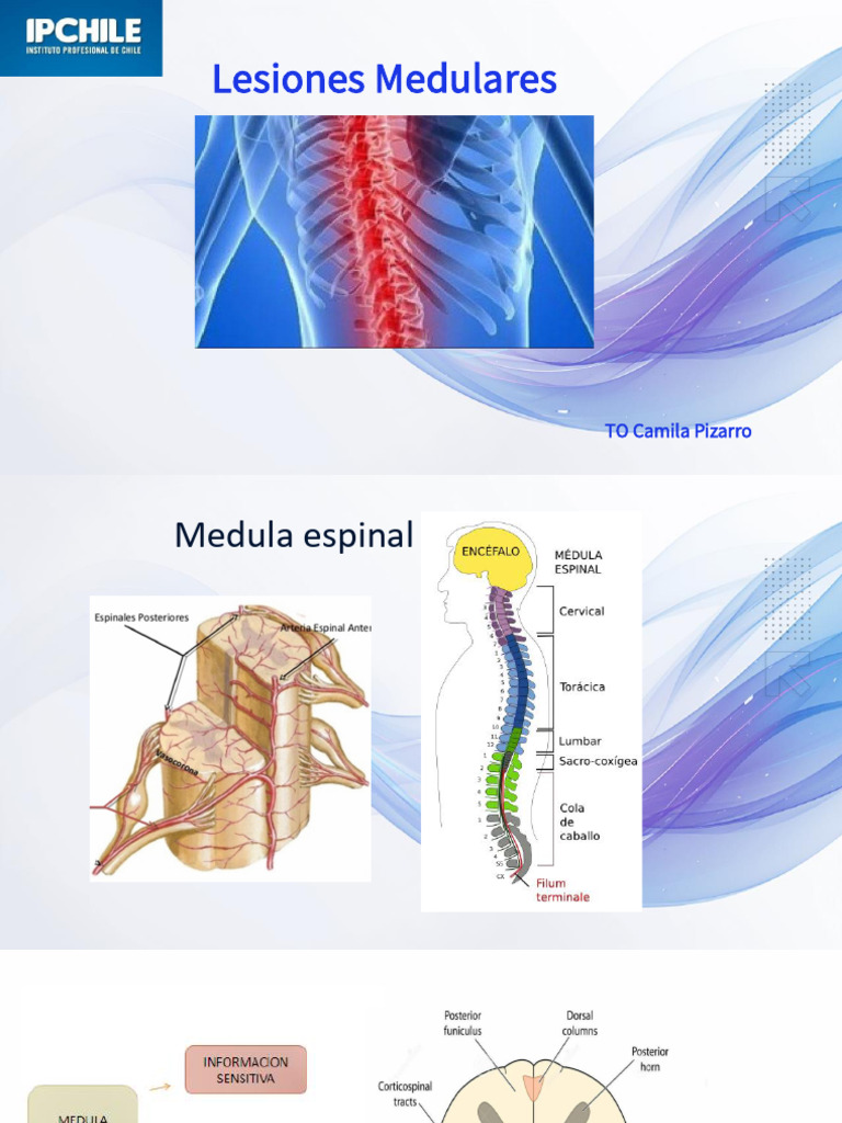 Lesiones Medulares Una Perspectiva Multidimensional | PDF | Lesión de