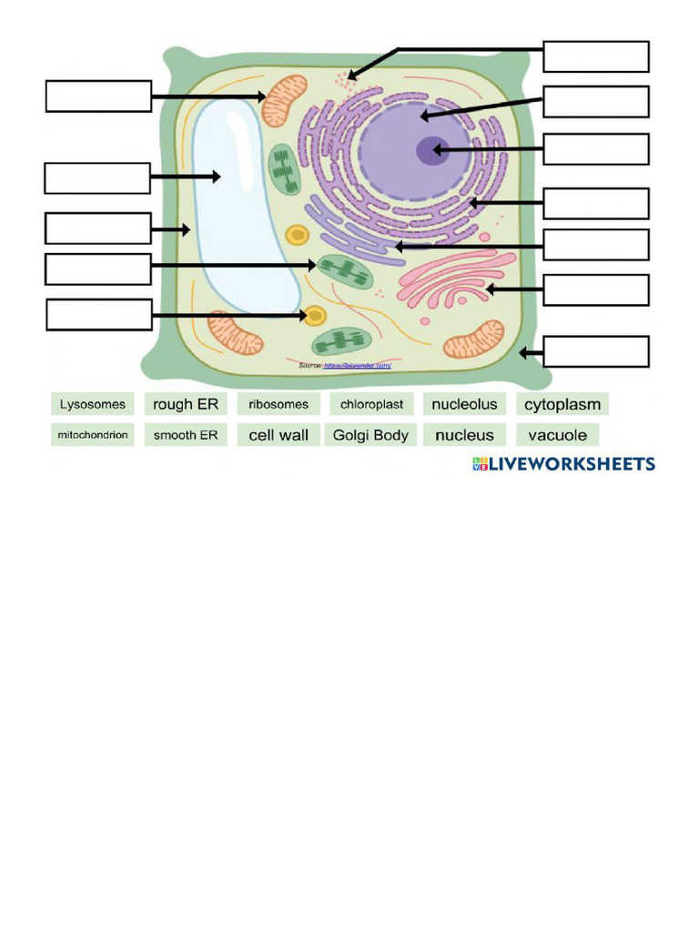 Cell Diagram | PDF