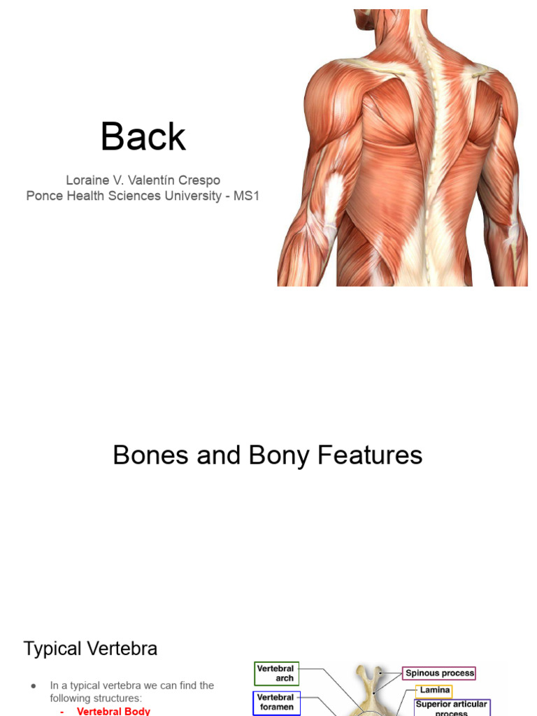 1.1 Back Prosection Loraine | PDF | Vertebra | Musculoskeletal System