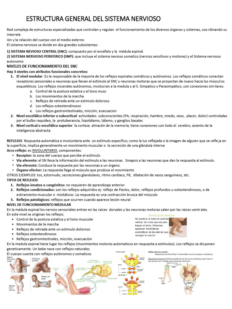 Estructura y Función del Sistema Nervioso | PDF | Sinapsis ...