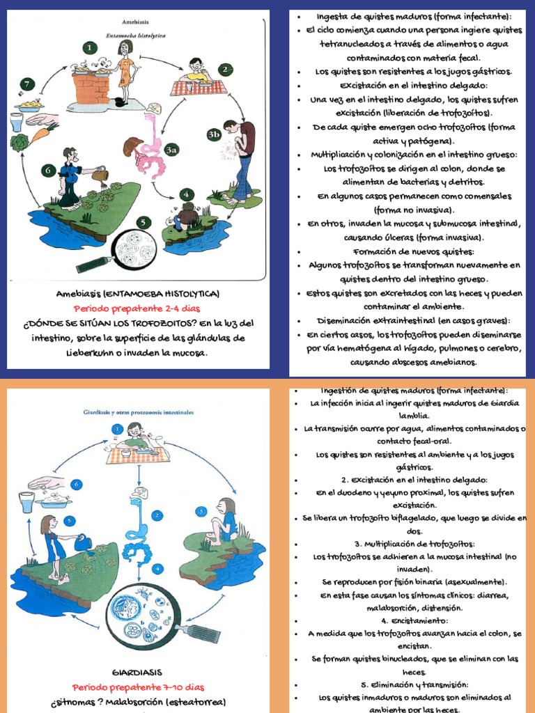 FLASHCARD Ciclo de Vida | PDF | Parasitología | Microbiología