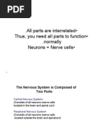 All Parts Are Interrelated - Thus, You Need All Parts To Function Normally - Neurons Nerve Cells