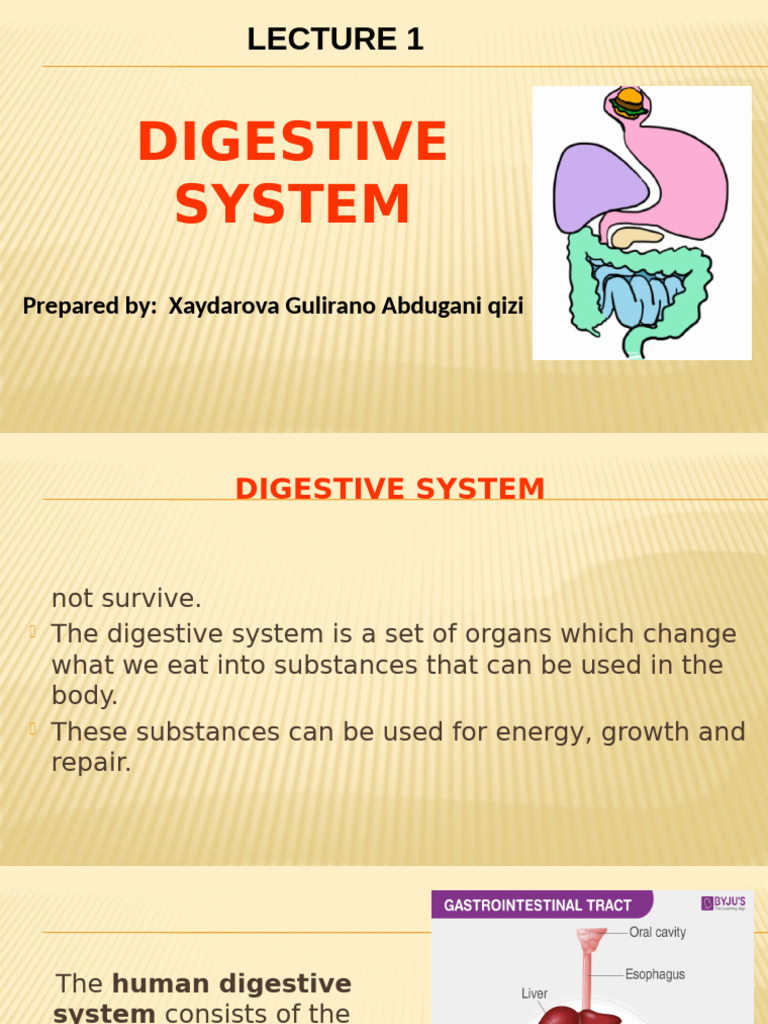 Overview of the Human Digestive System | PDF | Pancreas | Human ...