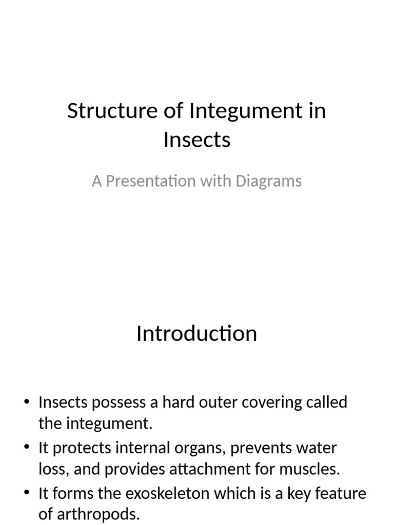 Insect Integument Structure Explained | PDF