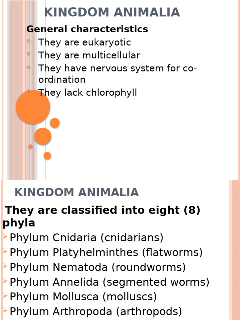 Overview of Animal Kingdom Phyla | PDF | Insects | Fungus