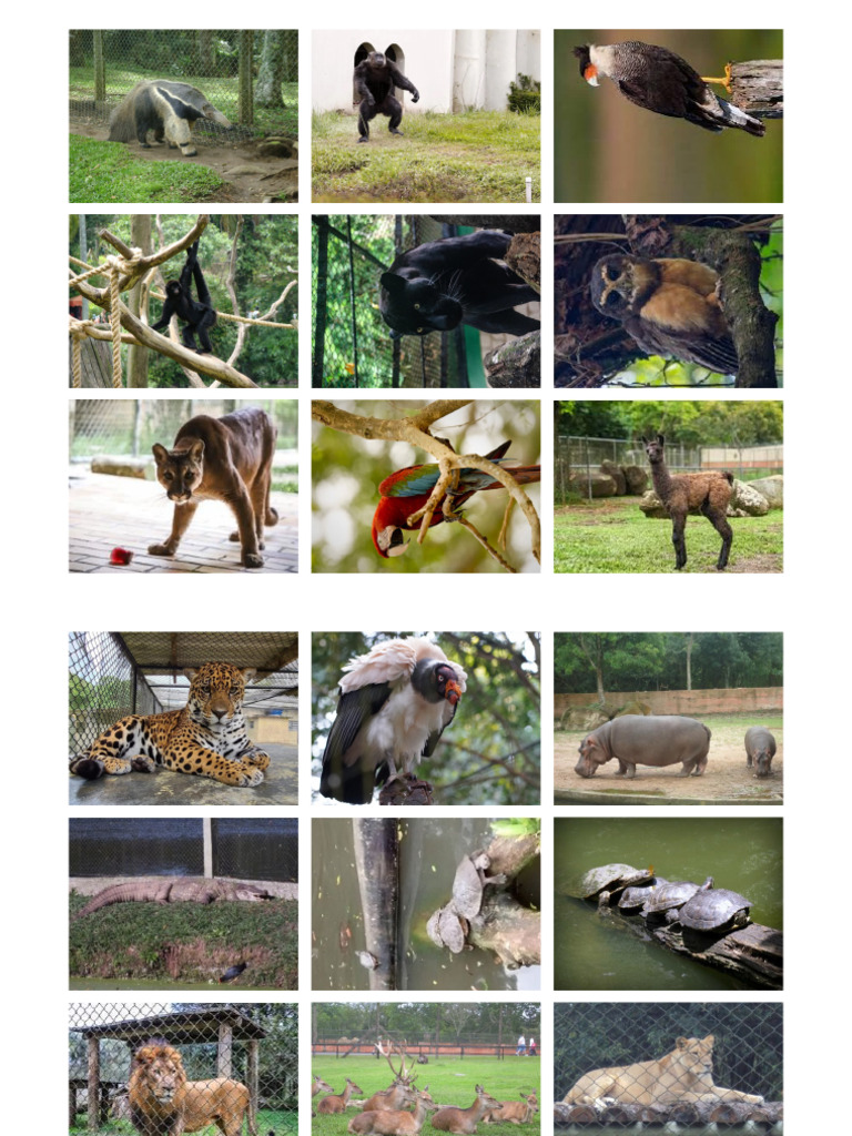 Zoo | PDF