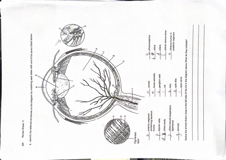 Eyes | PDF