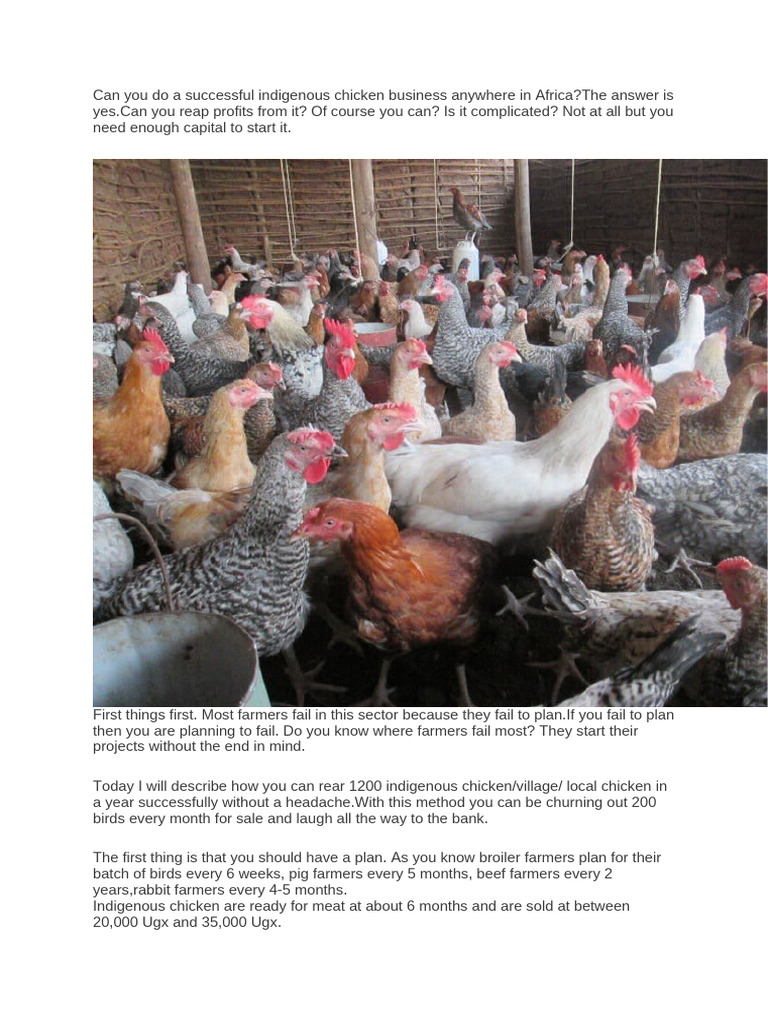 Profitable Indigenous Chicken Farming Guide | PDF | Chicken | Birds