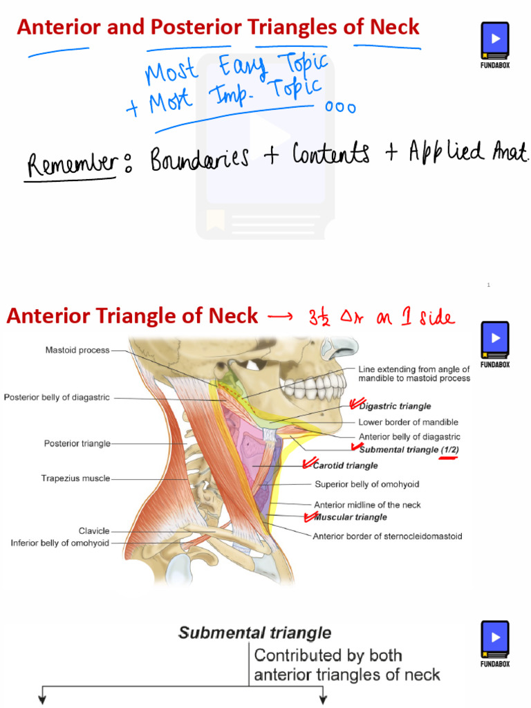 Anatomy of Neck Triangles | PDF | Common Carotid Artery | Neck