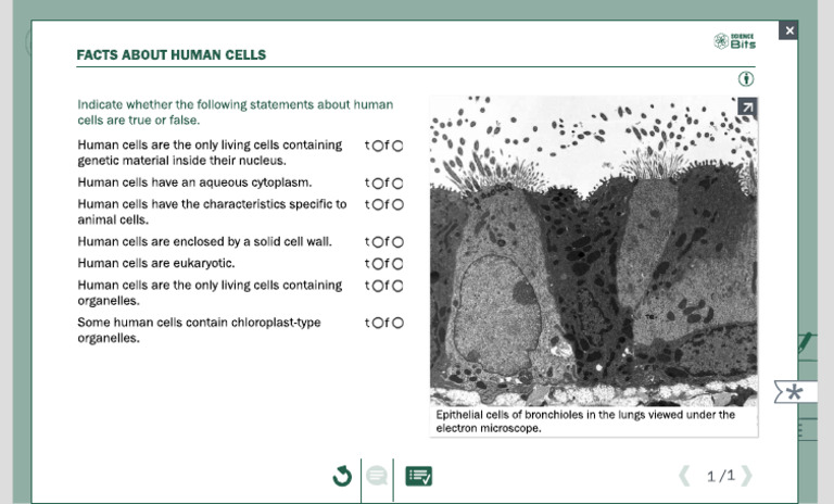 Parts of A Human Cell 4 | PDF