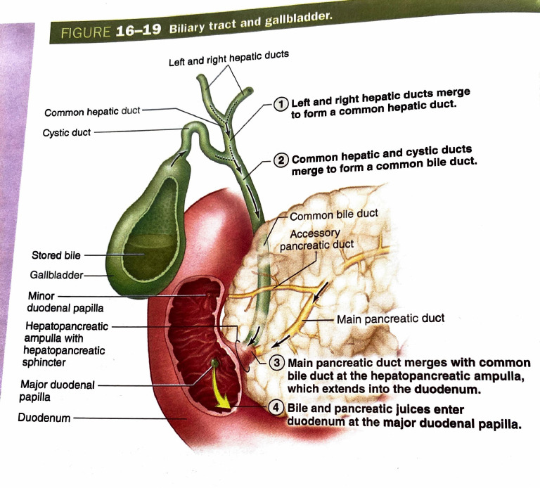 Biliary Tract and Gallbladder Anatomy | PDF | Bile | Gallbladder